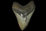 Fossil Megalodon Tooth - Georgia #144291-1